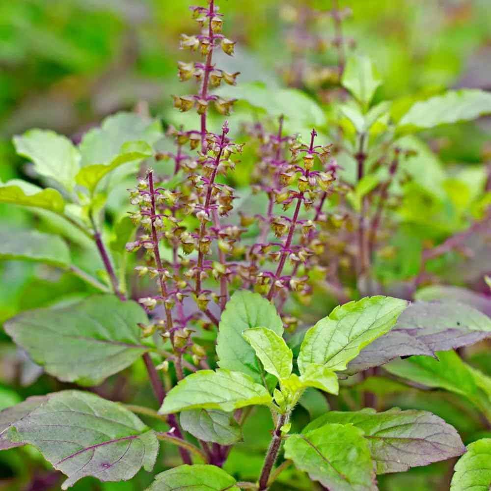Shyam Tulsi Plant